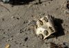 Plastic pollution at sea is a critical environmental issue with severe implications for marine ecosystems, wildlife, and human health