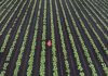 Canada, Vancouver, Richmond farm region.farmer checking crop of cucumbers