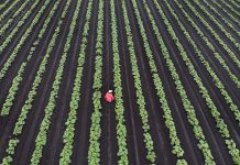 Canada, Vancouver, Richmond farm region.farmer checking crop of cucumbers