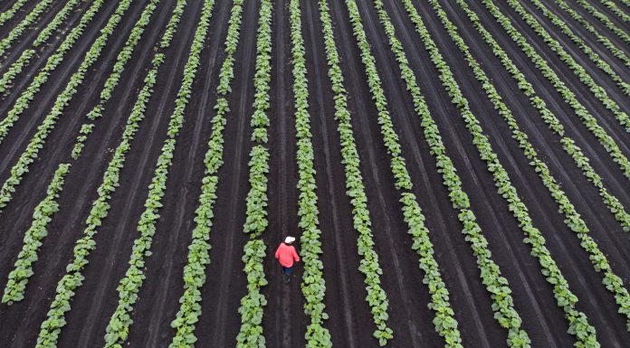 Canada, Vancouver, Richmond farm region.farmer checking crop of cucumbers