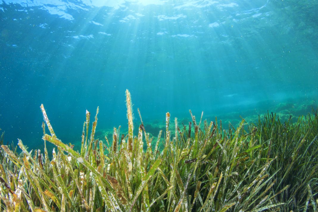 Green grass blue sea water