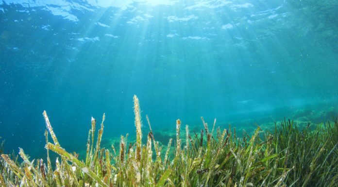 Green grass blue sea water