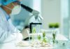 White beans and green leafs in flasks on the table with biologist in the background