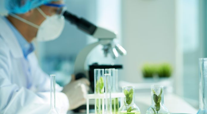 White beans and green leafs in flasks on the table with biologist in the background