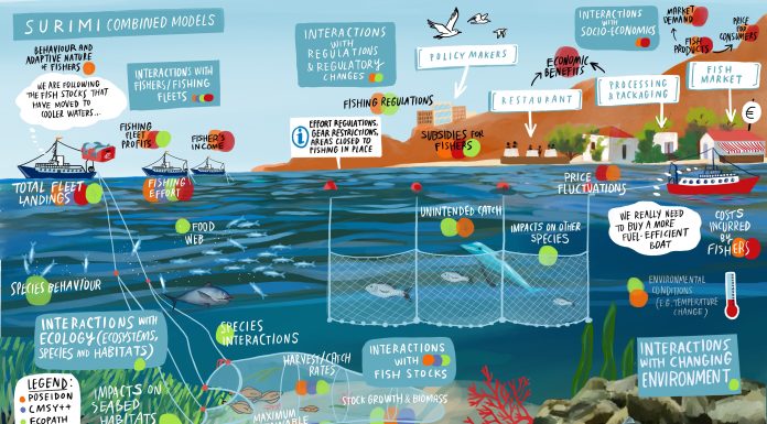 Figure 1. Overview of the SURIMI combined models integrated into the EU DTO. (1) POSEIDON, an agent-based model simulating fleet dynamics and fisher behaviour; (2) CMSY++, a stock assessment model for data-limited fisheries; (3) Ecopath with Ecosim (EwE), representing ecosystem interactions and bioflow; (4) Value Chain model, linking ecological and economic processes along the product flow; and (5) Fish Market model, capturing feedback between fisheries and market prices. These modular models can operate independently or be coupled to explore in-silico scenarios for holistic fisheries management.