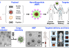 Nano-bioparticles: Fighting cancer with targeted nanotherapy Fig. 1. Overview of the HPK nano-bioparticle (NBP) technology. A, Schematic of technology. The HPK linear peptide (graphic) displays each functional domain in a different color. The schematic illustrates the self-assembly of HPK with various therapeutic cargoes into NBPs, which are designed to target tumors in the body. B, Data highlights of NBP technology. The ribbon structure of HPK shows color-coded domains and natural formation as a pentamer (appearing as rings under electron microscopy (EM) that self-assembles into NBPs (appearing as polyhedral under EM) upon exposure to cargo. IV injection in mice results in tumor-selective accumulation and delivery of therapeutic payload, reducing tumor growth.