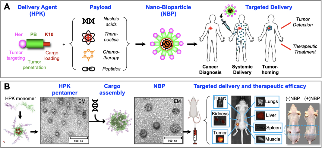 Fig1 Fig. 1. Overview of the HPK nano-bioparticle (NBP) technology. A, Schematic of technology. The HPK linear peptide (graphic) displays each functional domain in a different color. The schematic illustrates the self-assembly of HPK with various therapeutic cargoes into NBPs, which are designed to target tumors in the body. B, Data highlights of NBP technology. The ribbon structure of HPK shows color-coded domains and natural formation as a pentamer (appearing as rings under electron microscopy (EM) that self-assembles into NBPs (appearing as polyhedral under EM) upon exposure to cargo. IV injection in mice results in tumor-selective accumulation and delivery of therapeutic payload, reducing tumor growth.