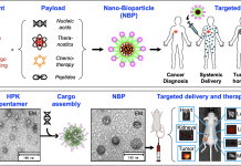 Nano-bioparticles: Fighting cancer with targeted nanotherapy Fig. 1. Overview of the HPK nano-bioparticle (NBP) technology. A, Schematic of technology. The HPK linear peptide (graphic) displays each functional domain in a different color. The schematic illustrates the self-assembly of HPK with various therapeutic cargoes into NBPs, which are designed to target tumors in the body. B, Data highlights of NBP technology. The ribbon structure of HPK shows color-coded domains and natural formation as a pentamer (appearing as rings under electron microscopy (EM) that self-assembles into NBPs (appearing as polyhedral under EM) upon exposure to cargo. IV injection in mice results in tumor-selective accumulation and delivery of therapeutic payload, reducing tumor growth.