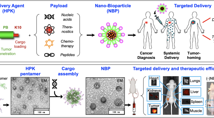 Fig. 1. Overview of the HPK nano-bioparticle (NBP) technology. A, Schematic of technology. The HPK linear peptide (graphic) displays each functional domain in a different color. The schematic illustrates the self-assembly of HPK with various therapeutic cargoes into NBPs, which are designed to target tumors in the body. B, Data highlights of NBP technology. The ribbon structure of HPK shows color-coded domains and natural formation as a pentamer (appearing as rings under electron microscopy (EM) that self-assembles into NBPs (appearing as polyhedral under EM) upon exposure to cargo. IV injection in mice results in tumor-selective accumulation and delivery of therapeutic payload, reducing tumor growth.