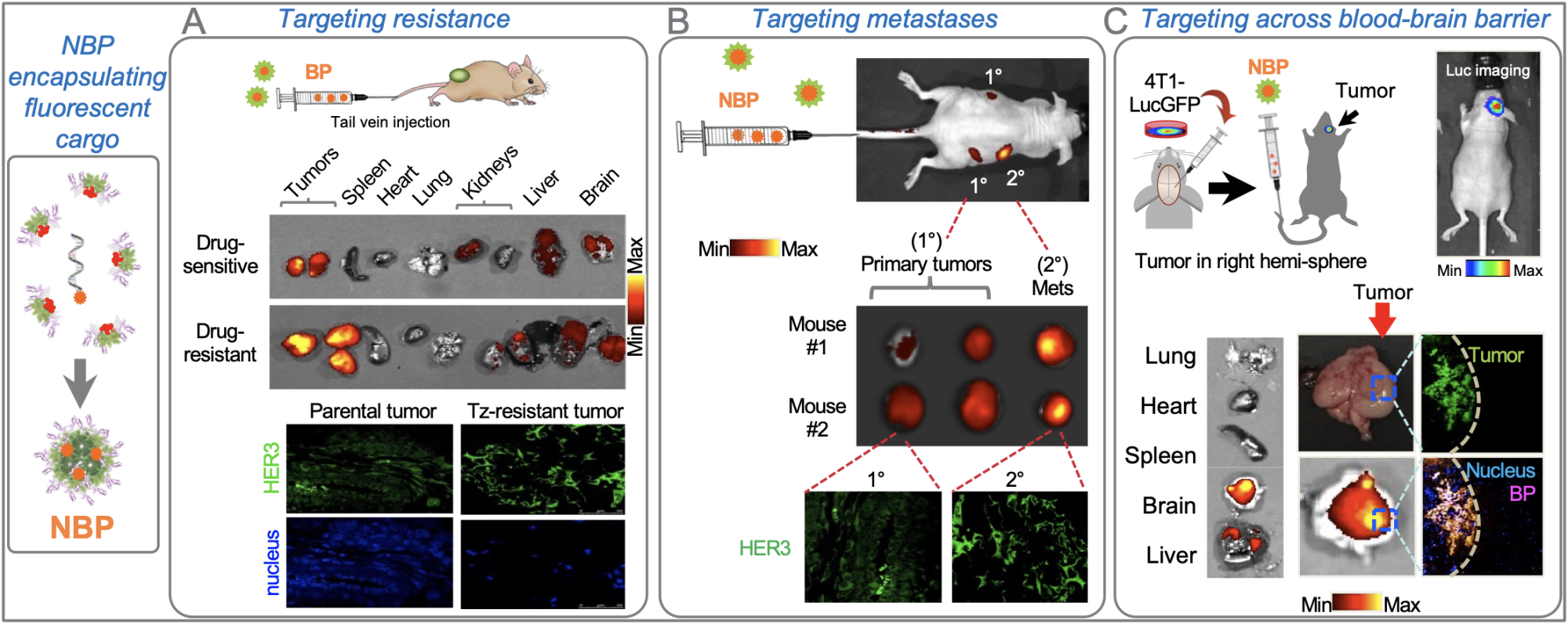 Fig. 2. NBP’s carrying fluorescent cargo display homing to resistant and metastatic tumors. Systemic delivery of NBPs by tail vein injection resultsin preferential homing to: A, breast tumors that resist HER2-targeted therapy (which also show higher HER3 compared to parental drug-sensitive tumors); B, secondary breast tumors arising by metastasis (which also show higher HER3 compared to the primary tumors); and C, intracranial triple- negative breast tumors as a model of brain-metastatic breast cancer. In each scenario, tropism was selective for tumors vs non-tumor healthy tissue.