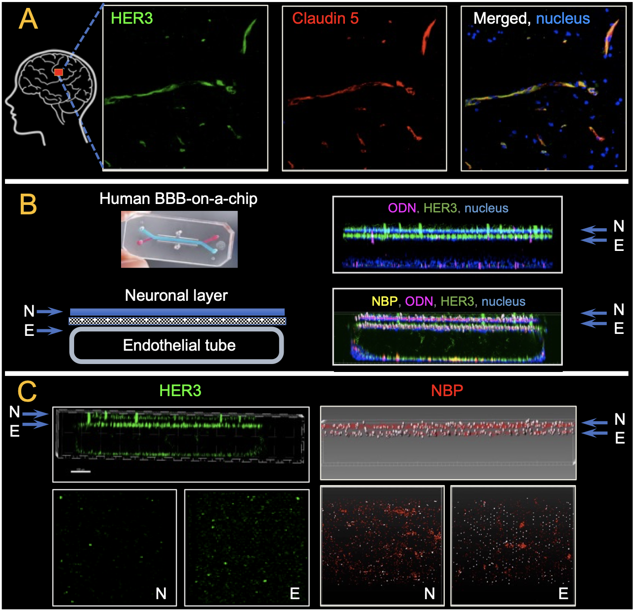 Fig. 4. HER3 and HPK NBP delivery across the human BBB. A, IHF of an adult human healthy (non-tumor) brain specimen (Tissue for Research) at 20x magnification (coronal section). B, Human BBB-chip and schematic (left) showing cross-section of chip (N, neuronal layer; E, endothelial layer); fluorescence imaging of cross-section (right) at four hours after injection of NBP delivering fluorescent nucleic acid (ODN) into the endothelial tube (compared to ODN alone). Chip was fixed and counterstained for HER3 and the nucleus. C, Channel-separated images from experiment in B. Upper panels, cross-section of the chip. Lower panels: view of the neuronal surface (N) and the apposing endothelial surface (E) in each channel.