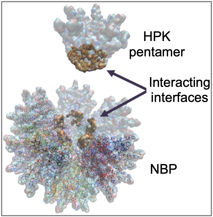 Fig. 5. Computational model of HPK pentamer forming NBP.