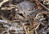 Soil Fungi - image: © UWA Institute of Agriculture Perth, Western Australia,