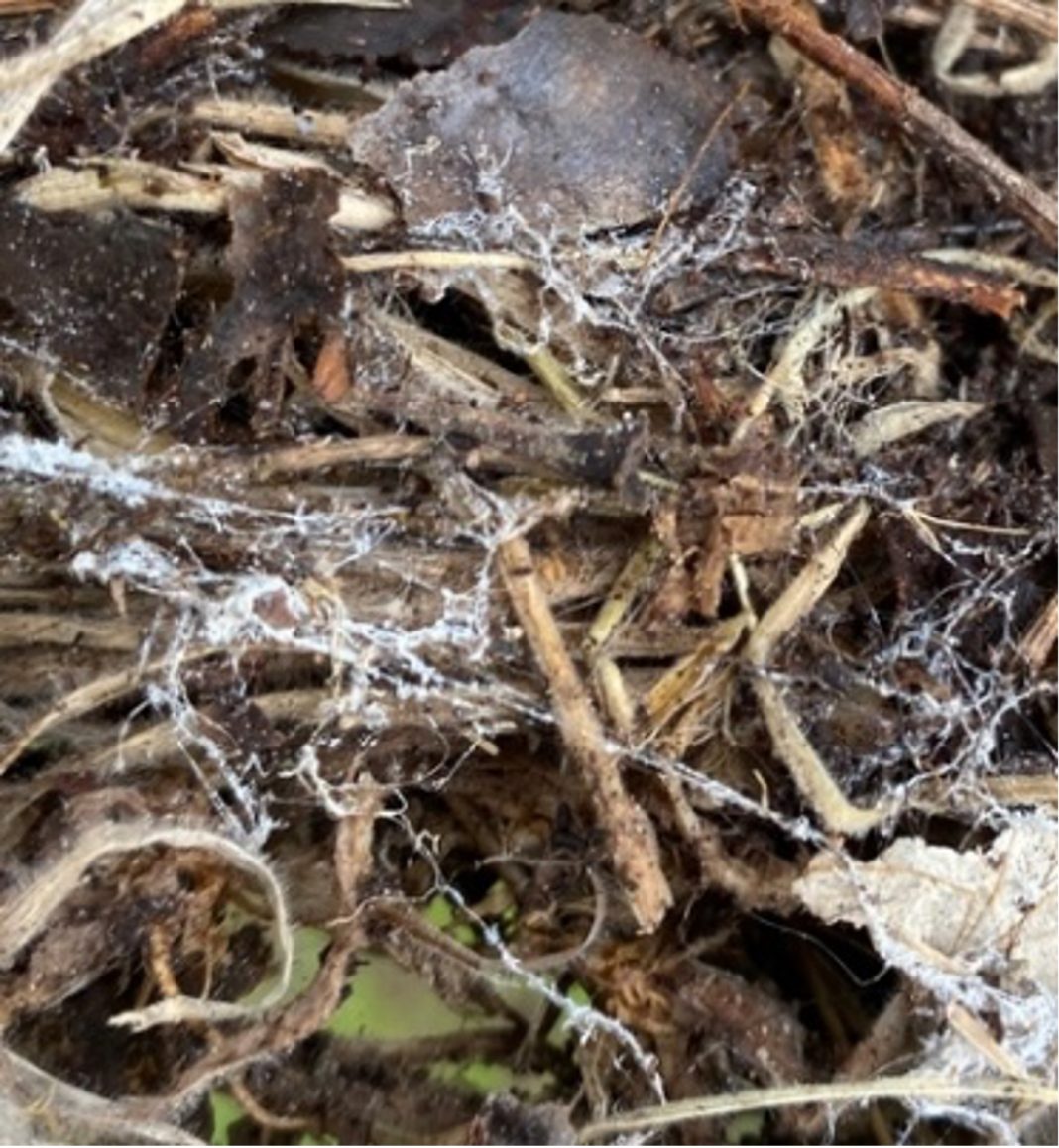 Soil Fungi - image: © UWA Institute of Agriculture Perth, Western Australia,