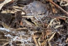 Soil Fungi - image: © UWA Institute of Agriculture Perth, Western Australia,