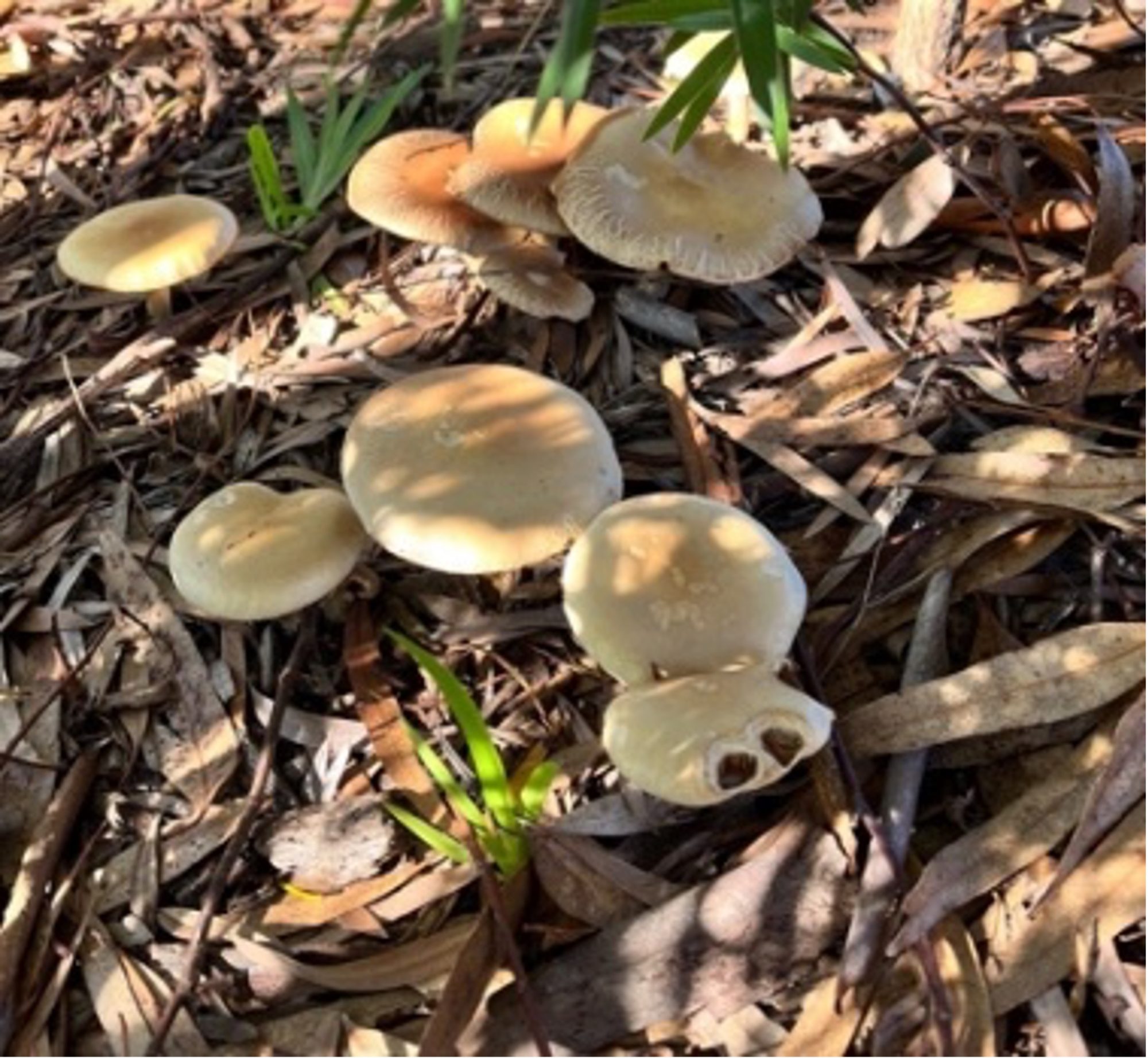 Mushrooms - image: © UWA Institute of Agriculture Perth, Western Australia,