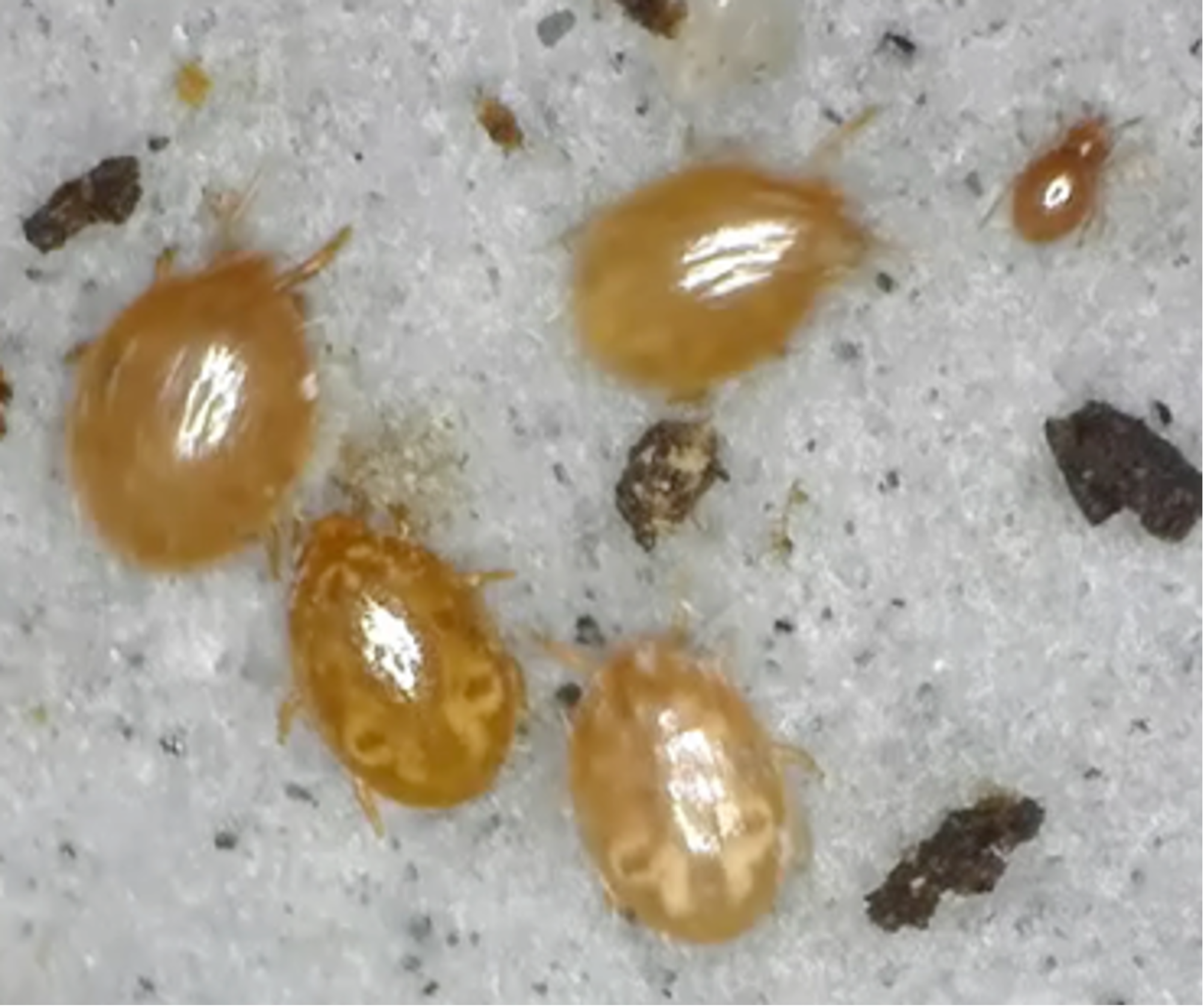 Soil mites - image: © UWA Institute of Agriculture Perth, Western Australia,