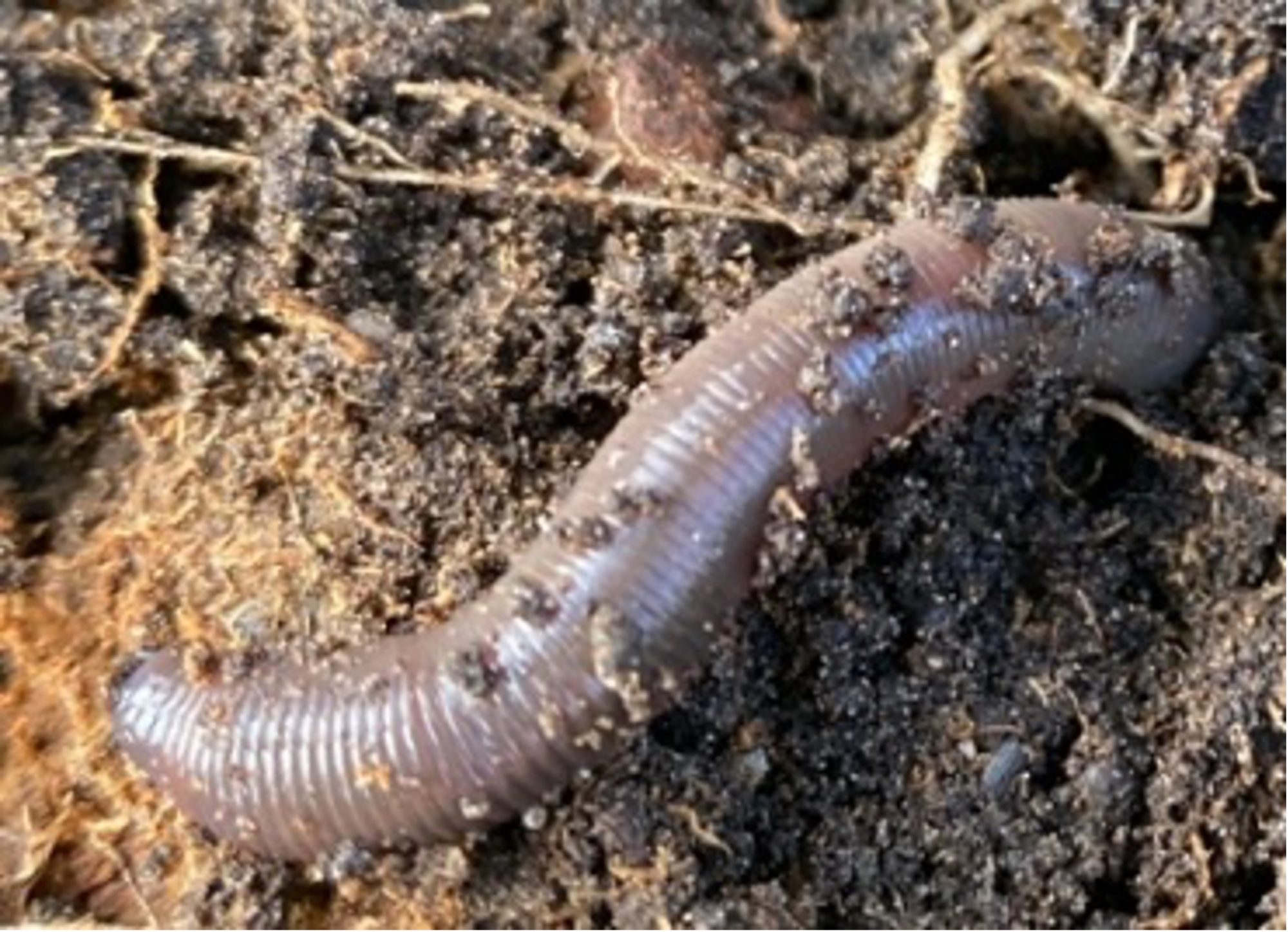 Earthworm - image: © UWA Institute of Agriculture Perth, Western Australia,