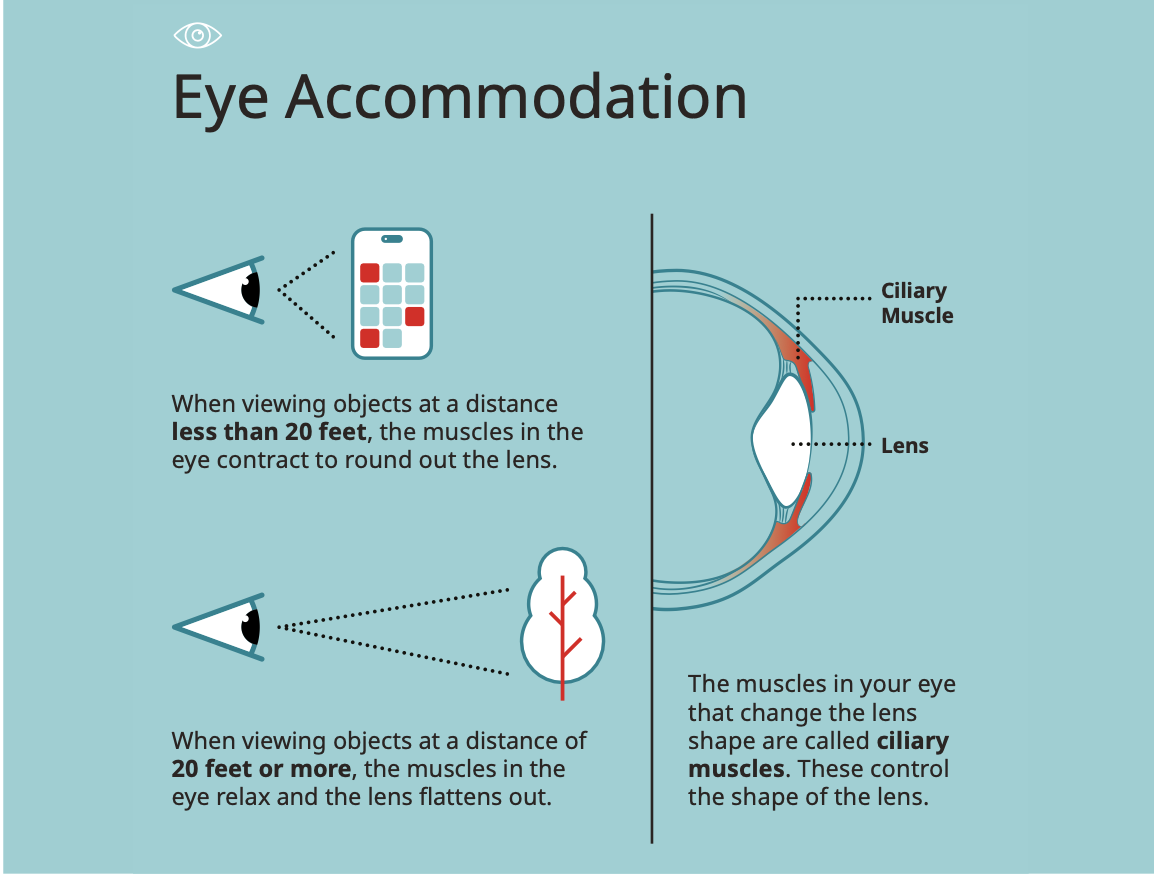 Figure 2: The role of ciliary muscles in dynamic focus (accommodation).