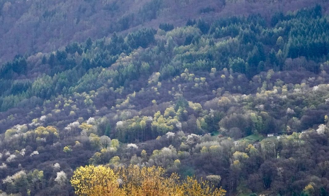 70-year-old experimental plantation in Copera (Southern Alps, Switzerland) where the resilience to drought of more than 50 native and non-native tree species can be tested and compared with the surrounding near-natural and highly species-rich mixed forests (photo by A. Rigling, ETH Zürich)