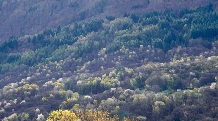 70-year-old experimental plantation in Copera (Southern Alps, Switzerland) where the resilience to drought of more than 50 native and non-native tree species can be tested and compared with the surrounding near-natural and highly species-rich mixed forests (photo by A. Rigling, ETH Zürich)