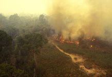 Fire in the Amazon