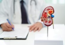 Chronic kidney disease, doctor with model for treatment urinary system, urology, Estimated glomerular filtration rate eGFR.