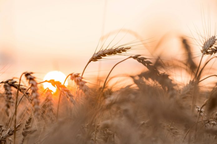 Golden ears of wheat on the background of a ripening field. Agricultural plant close-up. The concept of planting and harvesting a rich harvest. Rural landscape at sunset.