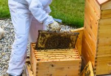 Beekeeper harvests honey from beehive, Alberta