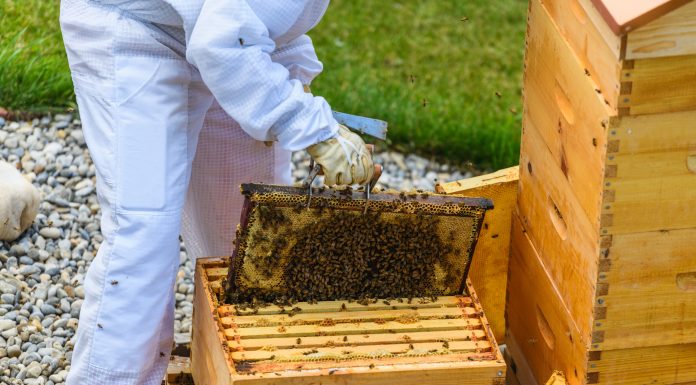 Beekeeper harvests honey from beehive, Alberta