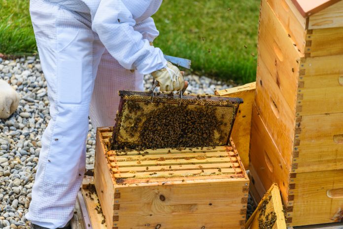 Beekeeper harvests honey from beehive, Alberta