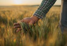 Scenar2040 study: Finding a balance between productivity, environment and fair incomes Hand examining wheat in field.