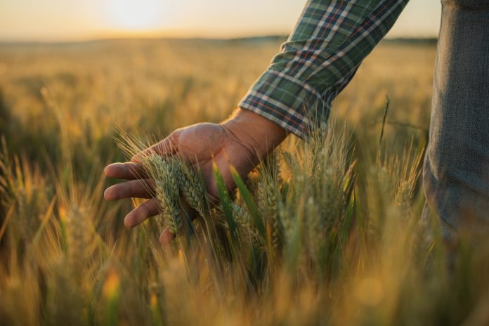 Hand examining wheat in field.