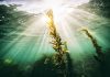 Rays of light from the sun shining through the ocean with sea grass in the foreground