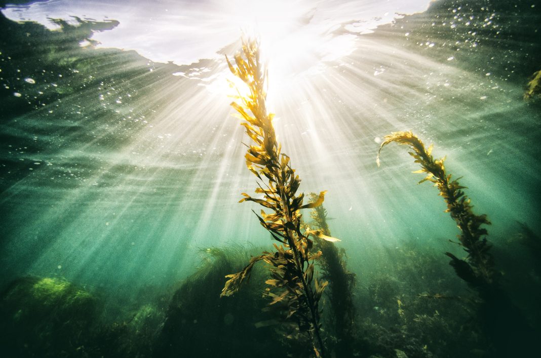 Rays of light from the sun shining through the ocean with sea grass in the foreground