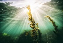 Rays of light from the sun shining through the ocean with sea grass in the foreground