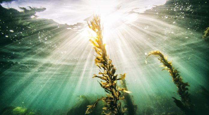 Rays of light from the sun shining through the ocean with sea grass in the foreground