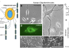 iPSCs and NSCs model newborn brain injury Figure 1. Human oligodendrocytes. A. Cartoon of oligodendrocyte myelination of neuronal axons. B-D. Oligodendrocytes grown in a dish (cell culture). E,F. Oligodendrocyte excitotoxicity. G. Peroxynitrite (ONOO) formation and protein damage. H. Oligodendrocyte excitotoxicity with quinolinic acid (QA) causes formation of toxic forms of α-synuclein as monomer (arrow) and oligomers. Ponceau shows equal protein loading in the lanes.