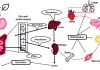 Figure 1: Graphical representation of pharmacokinetic processes. Botanicals taken concurrently with drugs may modify any of these processes.