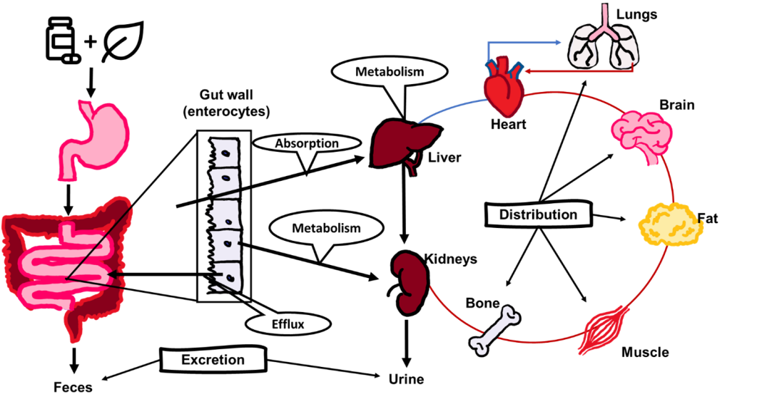 Figure 1: Graphical representation of pharmacokinetic processes. Botanicals taken concurrently with drugs may modify any of these processes.