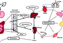 Understanding botanical-drug interactions Figure 1: Graphical representation of pharmacokinetic processes. Botanicals taken concurrently with drugs may modify any of these processes.