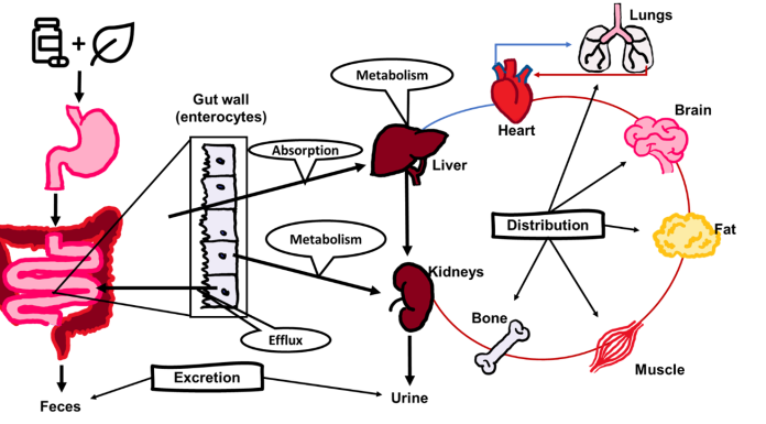 Figure 1: Graphical representation of pharmacokinetic processes. Botanicals taken concurrently with drugs may modify any of these processes.