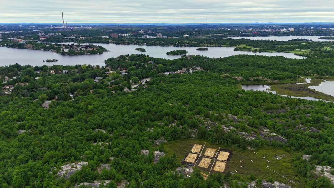 The location of the experimental restoration peatland (with the six treatment plots covered in straw mulch) is set against the Sudbury landscape, with the now decommissioned 381m tall ‘Superstack’ in the background. The site is located within the Laurentian University Greenspace and emphasizes the importance of this research and education opportunity for both local and global audiences.