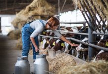 A woman worker with cans working on diary farm, agriculture industry.