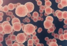 Bioengineered bone marrow model advances leukaemia research cancer Cells under microscope