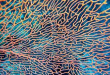 Volcanic bubbles offer insight into coral reefs decline in acidic seas Organic texture of Pink Sea Fan or Gorgonia coral (Annella mollis)