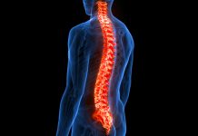 Breakthrough stem cell therapy sparks powerful bone regeneration in spinal fractures Spinal Cord Vertebral Column of Human Skeleton System Anatomy