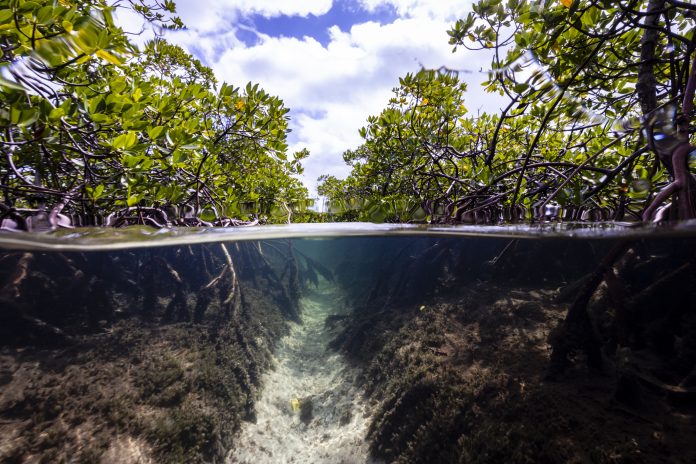 Mangrove forest