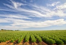 Potato Field in rural Prince Edward Island, Canada