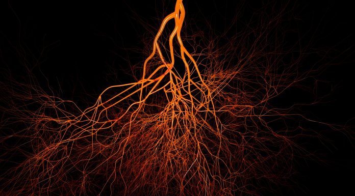 Blood vessels on black background